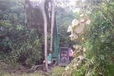 Sự thật trăn thần khổng lồ 140 tuổi ở Malaysia Sự thật trăn thần khổng lồ 140 tuổi ở Malaysia