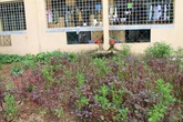 Nữ sinh đại học rơi từ tầng 4 kí túc xá thoát chết thần kỳ Nữ sinh đại học rơi từ tầng 4 kí túc xá thoát chết thần kỳ