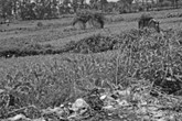 Kinh hoàng rau muống bẩn tràn ngập Hà Nội Kinh hoàng rau muống bẩn tràn ngập Hà Nội