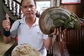 Nấm linh chi "khủng" mọc trên cây đa ở Hải Dương Nấm linh chi "khủng" mọc trên cây đa ở Hải Dương