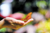 Đôi bàn tay vợ Đôi bàn tay vợ