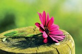 Ai khổ vì ai? Ai khổ vì ai?