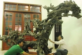 Chuyện lạ: Nhặt được những gốc cây 'mục' tiền tỷ Chuyện lạ: Nhặt được những gốc cây 'mục' tiền tỷ