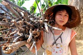 Hành trình đến giảng đường của thiếu nữ mồ côi Hành trình đến giảng đường của thiếu nữ mồ côi