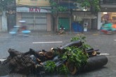 Mưa lớn, cây đổ, một người chết trên phố Hà Nội Mưa lớn, cây đổ, một người chết trên phố Hà Nội