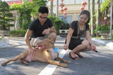 Chó chiến và quạ biết hát của đại gia Hải Phòng Chó chiến và quạ biết hát của đại gia Hải Phòng