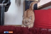 Mèo thoát chết nhờ... được chó hiến máu Mèo thoát chết nhờ... được chó hiến máu