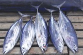 Những thực phẩm cực tốt nhưng không nên ăn nhiều Những thực phẩm cực tốt nhưng không nên ăn nhiều