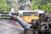 Cây đổ bẹp xe buýt đang chạy trong sáng ngày khai trường Cây đổ bẹp xe buýt đang chạy trong sáng ngày khai trường
