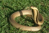 Rắn ngâm rượu ba tháng bất ngờ nhảy lên cắn người Rắn ngâm rượu ba tháng bất ngờ nhảy lên cắn người