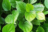 Công dụng chữa bệnh kỳ diệu của lá lốt Công dụng chữa bệnh kỳ diệu của lá lốt