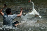 Phát khiếp, ngỗng phục kích, tấn công khách túi bụi Phát khiếp, ngỗng phục kích, tấn công khách túi bụi