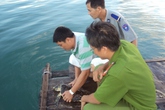 Chủ quán nhậu đồng ý thả động vật quý hiếm về biển Chủ quán nhậu đồng ý thả động vật quý hiếm về biển
