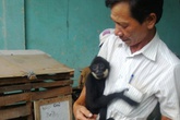 Con vượn đen quý hiếm được thả về môi trường tự nhiên Con vượn đen quý hiếm được thả về môi trường tự nhiên