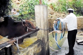 Ngăn chặn tình trạng bơm nước vào gia súc trước khi giết mổ Ngăn chặn tình trạng bơm nước vào gia súc trước khi giết mổ