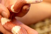 Rờn rợn mốt nuôi rắn làm "thú cưng" Rờn rợn mốt nuôi rắn làm "thú cưng"