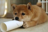 Chết đuối vì... cứu chó cưng Chết đuối vì... cứu chó cưng