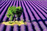 Ngắm cánh đồng hoa oải hương tuyệt đẹp ở Pháp Ngắm cánh đồng hoa oải hương tuyệt đẹp ở Pháp