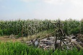 Gã trai lập dị giết cha giữa cánh đồng ngô Gã trai lập dị giết cha giữa cánh đồng ngô