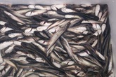 Sau gà, lợn lại đến ếch, bò, cá Trung Quốc tuồn về Việt Nam Sau gà, lợn lại đến ếch, bò, cá Trung Quốc tuồn về Việt Nam