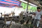 Nông dân nuôi đà điểu, lãi 300 triệu đồng/năm Nông dân nuôi đà điểu, lãi 300 triệu đồng/năm
