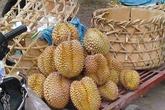 Sầu riêng vỉa hè Hà Thành: Tươi ngoài, thối trong Sầu riêng vỉa hè Hà Thành: Tươi ngoài, thối trong