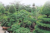 Đại gia cây cảnh khóc ròng với 'đống củi' tiền tỷ Đại gia cây cảnh khóc ròng với 'đống củi' tiền tỷ