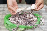 Hãi hùng bạch tuộc bị làm giả Hãi hùng bạch tuộc bị làm giả