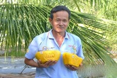 Tết sẽ có bưởi thỏi vàng và hình Phúc - Lộc - Thọ Tết sẽ có bưởi thỏi vàng và hình Phúc - Lộc - Thọ
