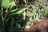 Vườn rau muống, dọc mùng của ông chủ Tây ngay giữa thủ đô nước Mỹ Vườn rau muống, dọc mùng của ông chủ Tây ngay giữa thủ đô nước Mỹ