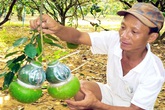 12 triệu đồng cho chùm bưởi hồ lô tứ quý dịp Tết 12 triệu đồng cho chùm bưởi hồ lô tứ quý dịp Tết