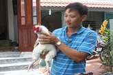 Bỏ tiền triệu săn gà cổ thuần Việt ăn Tết Bỏ tiền triệu săn gà cổ thuần Việt ăn Tết