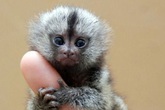 200 triệu đồng một chú khỉ tí hon biết 'buôn dưa lê' 200 triệu đồng một chú khỉ tí hon biết 'buôn dưa lê'