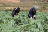 Rượu bia và những nguy hại cho đàn ông Việt Rượu bia và những nguy hại cho đàn ông Việt