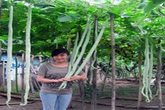 Choáng trước trái mướp đắng dài bằng người lớn ở Bạc Liêu Choáng trước trái mướp đắng dài bằng người lớn ở Bạc Liêu
