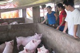 Dân kêu trời vì lợn giống, lợn hơi ế thảm Dân kêu trời vì lợn giống, lợn hơi ế thảm