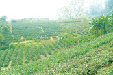 Nhọc nhằn chè Thái… Nhọc nhằn chè Thái…