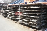 Rùng mình “công nghệ”chế biến bột sắn dây giả Rùng mình “công nghệ”chế biến bột sắn dây giả