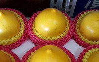 Vú sữa vàng lạ mắt giá lên tới 1 triệu đồng/kg Vú sữa vàng lạ mắt giá lên tới 1 triệu đồng/kg