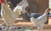 Lạ đời đặc sản gà re siêu quý hiếm bán giá bình dân Lạ đời đặc sản gà re siêu quý hiếm bán giá bình dân