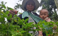 Trồng ớt hoang dại, trái bé như "mắt muỗi", bán 150 ngàn/ký Trồng ớt hoang dại, trái bé như "mắt muỗi", bán 150 ngàn/ký