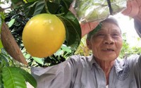 Xuất hiện vú sữa lạ chưa từng có ở Hậu Giang: Trái chín màu vàng óng Xuất hiện vú sữa lạ chưa từng có ở Hậu Giang: Trái chín màu vàng óng