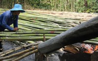 Thổi lửa “nướng” tầm vông, kiếm 400-500 ngàn đồng/ngày Thổi lửa “nướng” tầm vông, kiếm 400-500 ngàn đồng/ngày