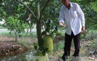 Hoang mang vì ngày đêm canh giữ mít Thái vẫn "không cánh mà bay" Hoang mang vì ngày đêm canh giữ mít Thái vẫn "không cánh mà bay"