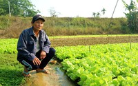 Lão nông thu gần 30 triệu đồng/tháng nhờ trồng rau an toàn Lão nông thu gần 30 triệu đồng/tháng nhờ trồng rau an toàn