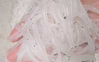 Trong như thủy tinh, mềm hơn bún: Loài cá hiếm sông Đà mỗi năm chỉ xuất hiện một lần khiến dân Hà thành tranh nhau Trong như thủy tinh, mềm hơn bún: Loài cá hiếm sông Đà mỗi năm chỉ xuất hiện một lần khiến dân Hà thành tranh nhau