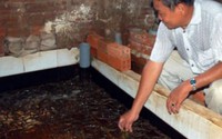 Nuôi lươn đẻ trong cái bể bé tí, ông Hai "Liên Xô" thu 80 triệu đồng Nuôi lươn đẻ trong cái bể bé tí, ông Hai "Liên Xô" thu 80 triệu đồng