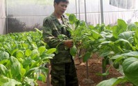 Vợ chồng trẻ bỏ phố về quê trồng rau không cần đất trong nhà kính kiếm 40 triệu đồng/tháng Vợ chồng trẻ bỏ phố về quê trồng rau không cần đất trong nhà kính kiếm 40 triệu đồng/tháng