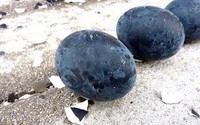 Giống gà đen trùi trũi, trứng cũng đen xì giá 1 triệu đồng/quả vẫn được đại gia Việt lùng mua Giống gà đen trùi trũi, trứng cũng đen xì giá 1 triệu đồng/quả vẫn được đại gia Việt lùng mua