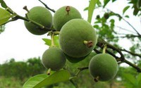 Xôn xao thứ quả lạ xấu xí, đắng ngắt chẳng ăn được mà giá lên tới 133 triệu đồng/quả Xôn xao thứ quả lạ xấu xí, đắng ngắt chẳng ăn được mà giá lên tới 133 triệu đồng/quả